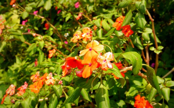 体験レポート:サイクリング玉城那覇自転車道線