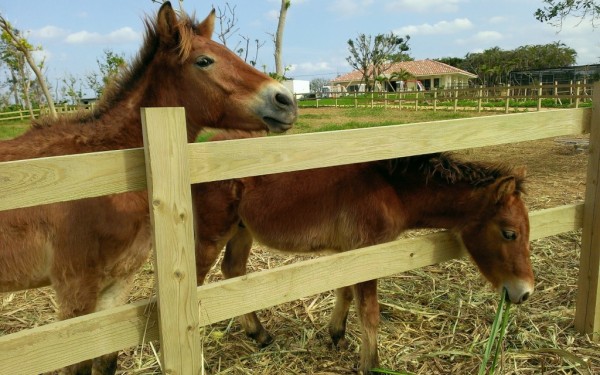 まいぱり 宮古島熱帯果樹園(宮古島)