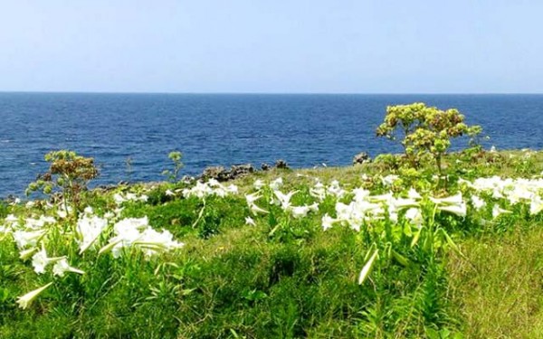 東平安名崎☆ゆりが見ごろです!(宮古島)