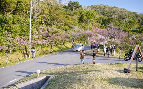 本部 八重岳桜の森公園