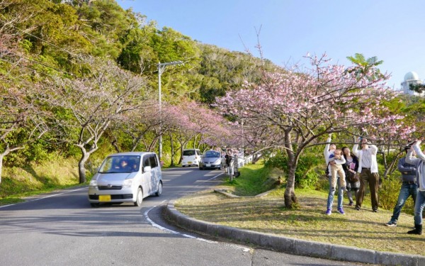 本部 八重岳桜の森公園