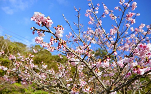 本部 八重岳桜の森公園