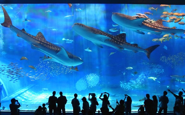 【那覇発】人気観光スポットめぐり♪美ら島終日観光バスツアー ＜美ら海水族館・琉球村入場券付＞