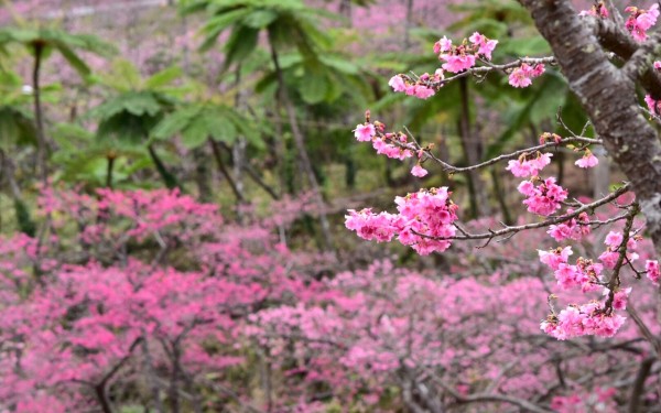 春を感じさせる桜