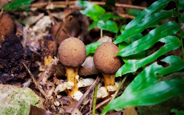 博士と行く！トレッキングで植物ウォッチ