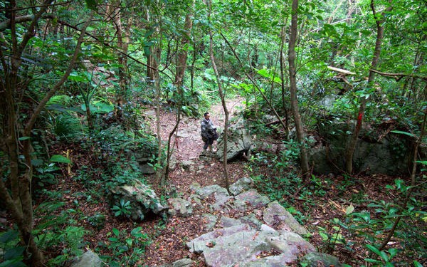 博士と行く！やんばる登山で植物ウォッチ