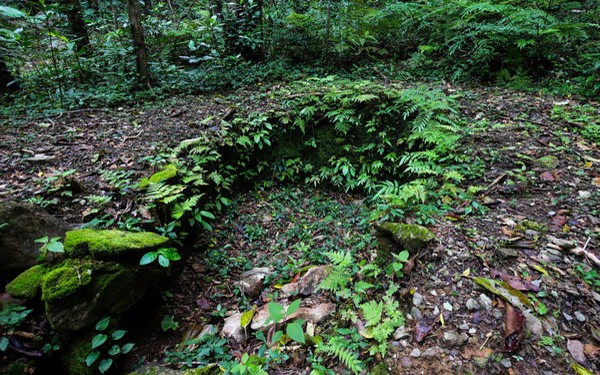 博士と行く！やんばる登山で植物ウォッチ