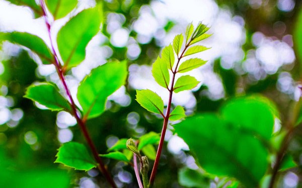 博士と行く！やんばる登山で植物ウォッチ