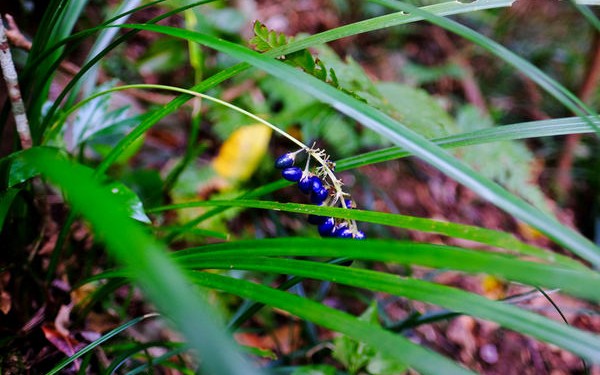 博士と行く！やんばる登山で植物ウォッチ