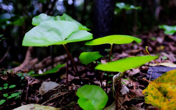 博士と行く！やんばる登山で植物ウォッチ