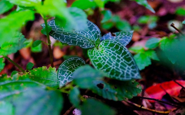 博士と行く！やんばる登山で植物ウォッチ