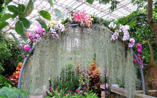 植物が好きなので、植物園の観光バスツアーに参加｜沖縄旅の思い出ﾌｫﾄｺﾝﾃｽﾄ