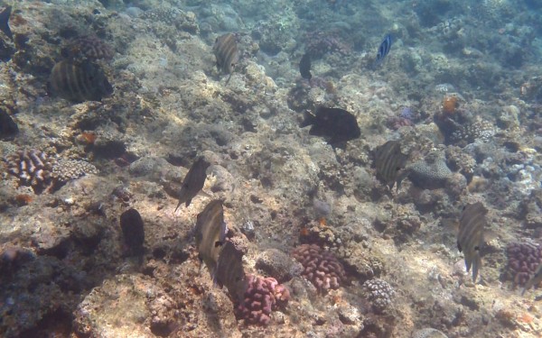 沖縄には言葉では得られぬ、命を感じる空間があります。｜沖縄旅の思い出ﾌｫﾄｺﾝﾃｽﾄ