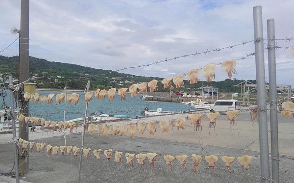 奥武島で、イカの洗濯物?