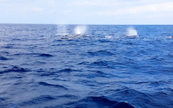 クジラの群に遭遇できたのは感動的でした。｜沖縄旅の思い出ﾌｫﾄｺﾝﾃｽﾄ