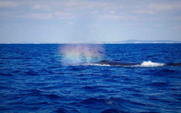 海に潜ったりクジラ見たり美味しい料理もたくさん！｜沖縄旅の思い出ﾌｫﾄｺﾝﾃｽﾄ