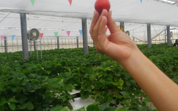 南部でイチゴ🍓狩り　美らイチゴ（糸満市）