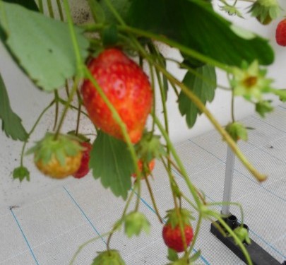南部でイチゴ🍓狩り　美らイチゴ（糸満市）