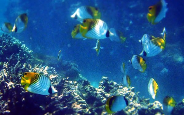 最強コースだ！宮古島→伊良部島→下地島　天然の水族館『中の島ビーチ』でシュノーケリング♪