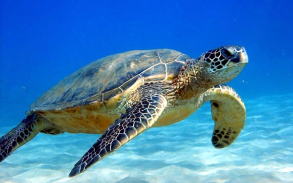 知ってた？石垣島でウミガメに逢えるツアーがあるって！まるでタートルトークの世界？