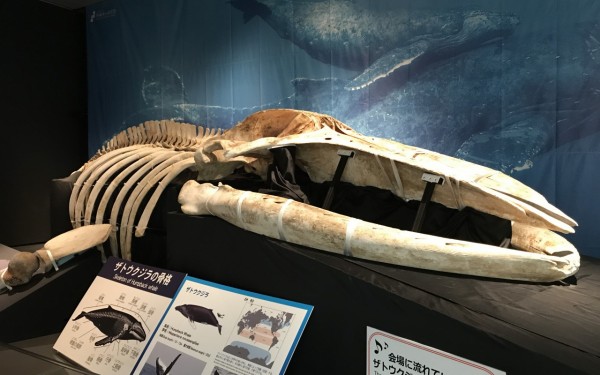 県立博物館☆海のビックリ生物展（那覇市）