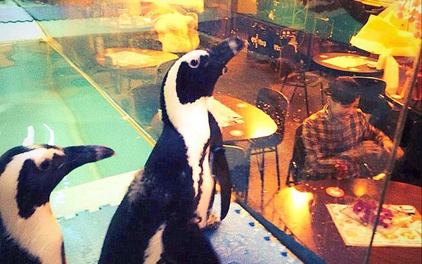 ペ、ペ、ペンギン?沖縄那覇でペンギンに会える?エサやりタイムもあるんだぞ!