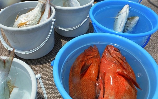 親子対決？石垣島で冬季限定の釣りだ！大人も子供も半日釣り体験ツアーに参加だ！