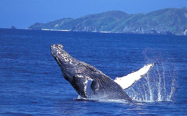 【国立公園ケラマ諸島】プロのクジラガイドがご案内！ホエールウォッチング！那覇発／送迎あり
