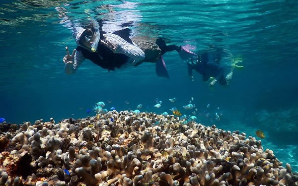 宮古島でウミガメと泳ぐんだ！ウミガメ案内人と行くから安心だ！シュノーケリングは4才からOK！