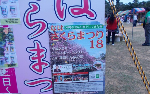 ヒカンザクラが見頃です~与儀公園~(那覇市)