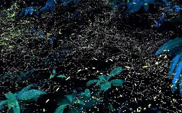 ホタルツアー！石垣島で感動体験！ベテランガイドが案内してくれるから安心！