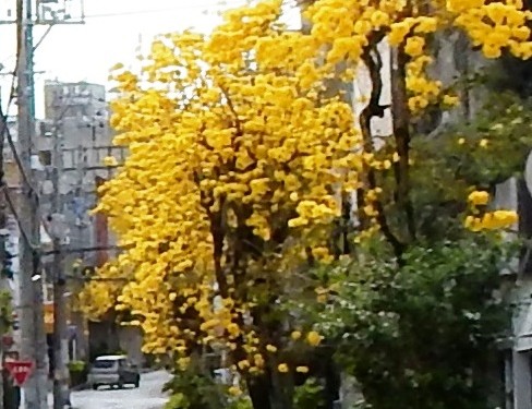 幸せのきいろいお花　イッペー(沖縄市)