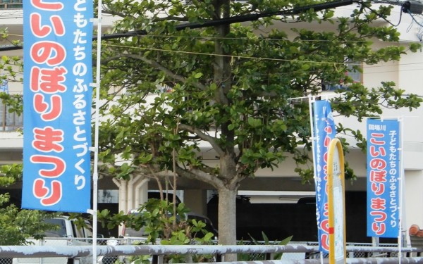 国場川に　こいのぼりがたくさん(那覇市)