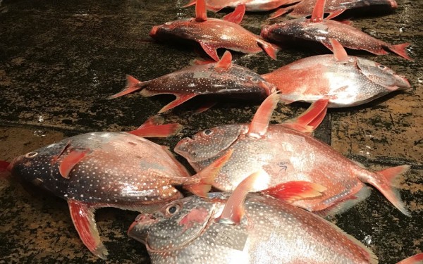 泊魚市場でセリ見学（那覇市）