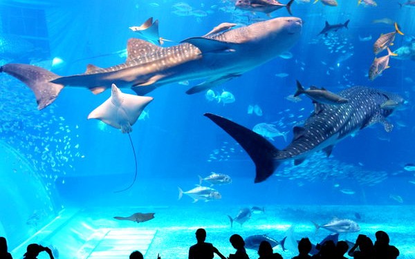 現時点でこれが唯一の方法!備瀬のワルミへの行き方!陸路は不可だが海からなら行けるんだ!