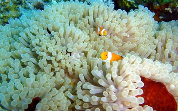 まるで水族館の中に飛び込んだよう｜沖縄旅の思い出ﾌｫﾄｺﾝﾃｽﾄ