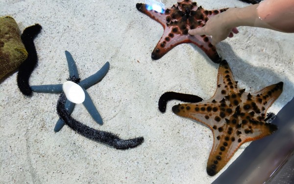 何回行っても楽しい　ちゅら海水族館(本部町)