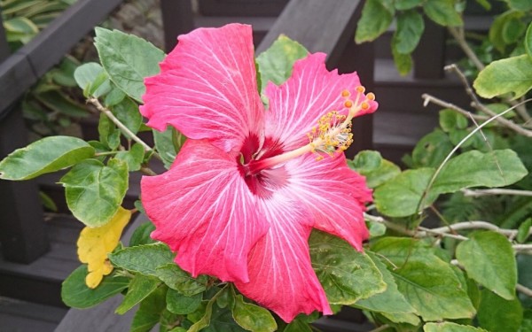 次の訪れを心に誓う沖縄の素晴らしい旅｜沖縄旅の思い出ﾌｫﾄｺﾝﾃｽﾄ