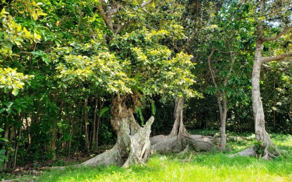 安波のサキシマスオウノキに感動(国頭村)