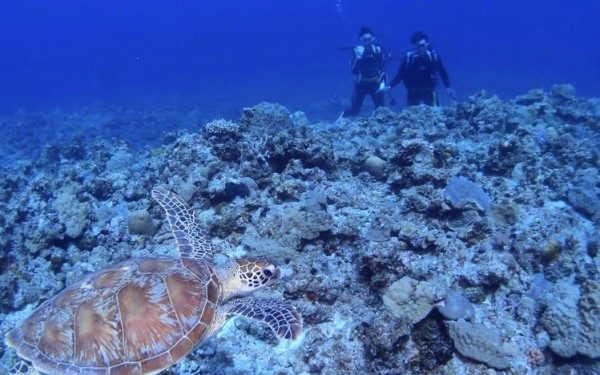 念願のウミガメ とても近い距離で本当に最高！｜沖縄旅の思い出ﾌｫﾄｺﾝﾃｽﾄ