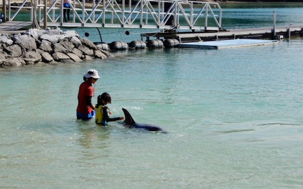 イルカと泳いできました　(本部町)