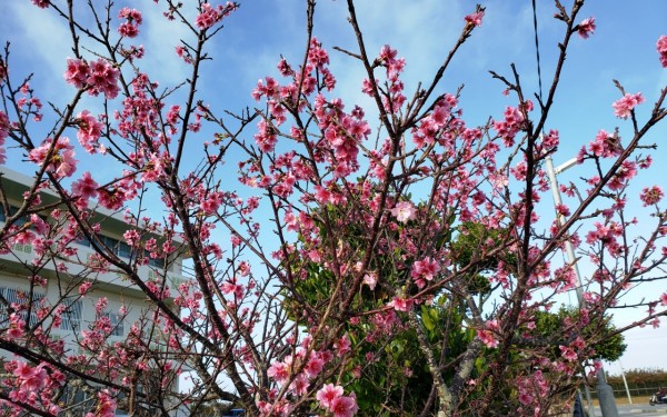 桜、見ごろです(読谷村)
