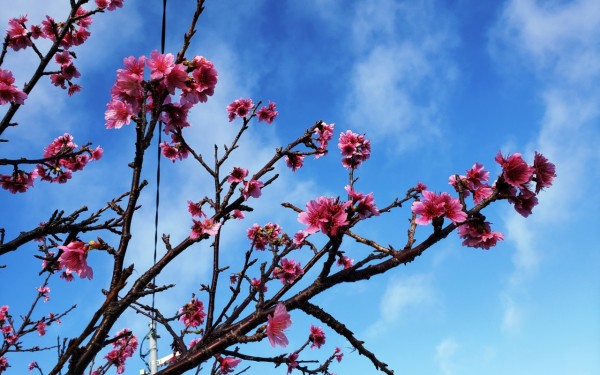 桜、見ごろです(読谷村)