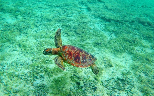 ウミガメ2匹に遭遇！！夢が叶って良かったです｜沖縄旅の思い出ﾌｫﾄｺﾝﾃｽﾄ