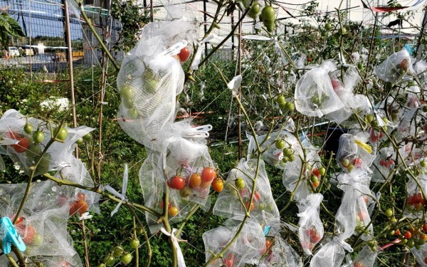 新鮮無人販売野菜(糸満市)