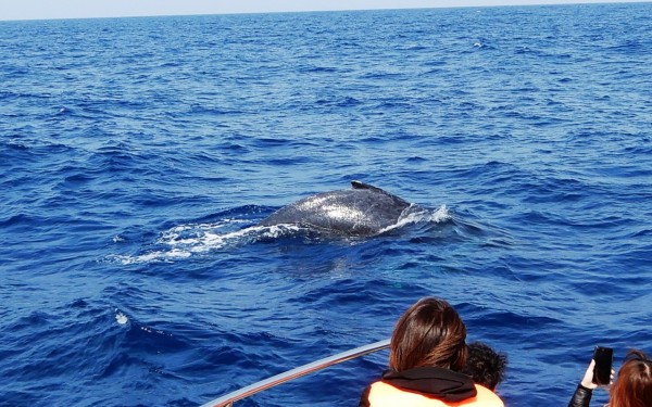 クジラのジャンプ見れました(那覇市)
