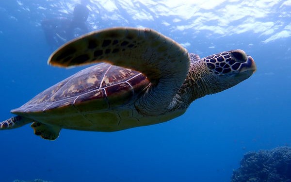 この石垣島ウミガメシュノーケルツアーをオススメする理由？完全貸切ツアーで気兼ね無く存分に楽しめるから！