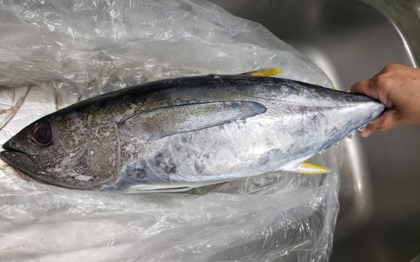 釣りたてのまぐろが、1本丸ごと買える　［豊見城市］