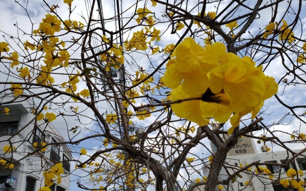 3月黄色いお花咲いてます(那覇市)