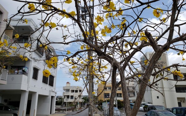 3月黄色いお花咲いてます(那覇市)